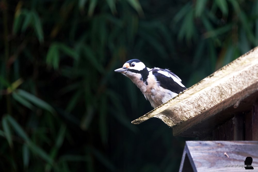 een grote bonte specht in de tuin