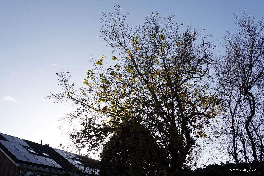 de hazelaar na storm Conall