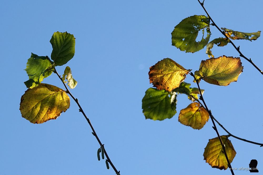 de laatste bladeren van de hazelaar