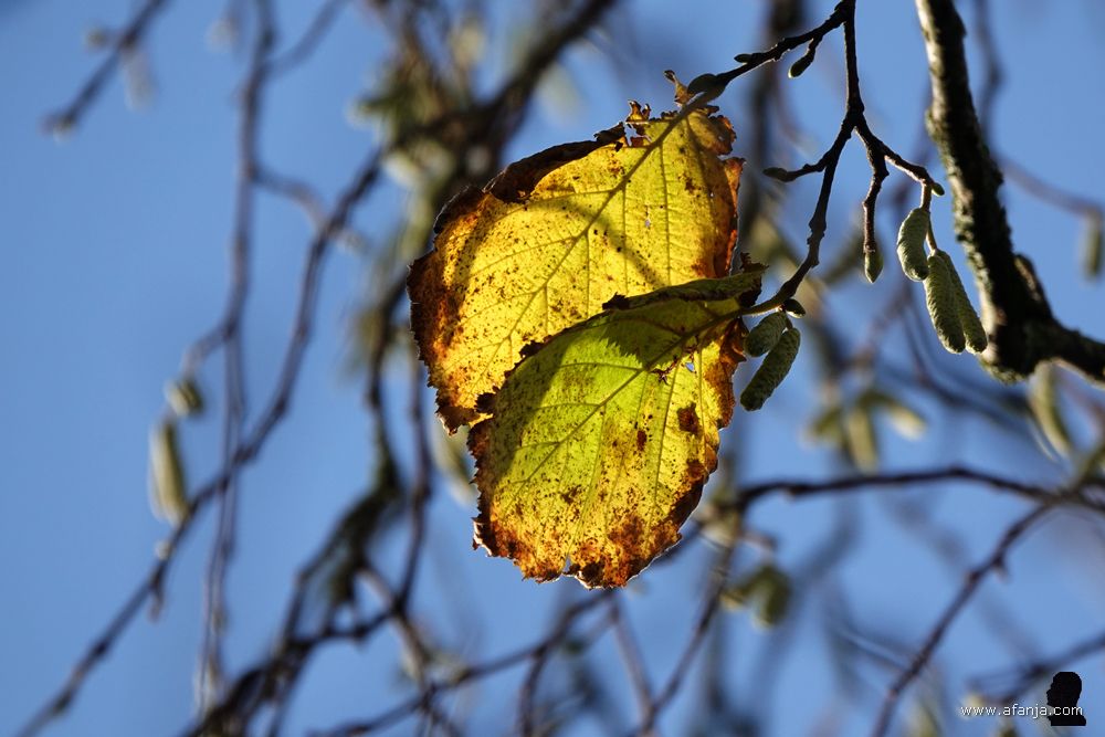 de laatste bladeren van de hazelaar