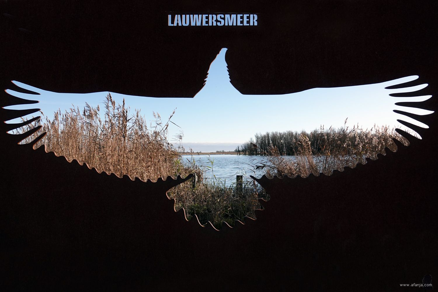 Lauwersmeer - zeearend