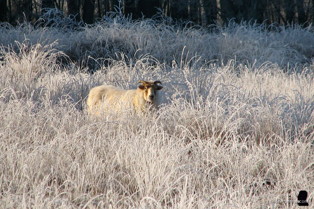 een schaap in de berijpte witte wereld van het Weinterper Skar