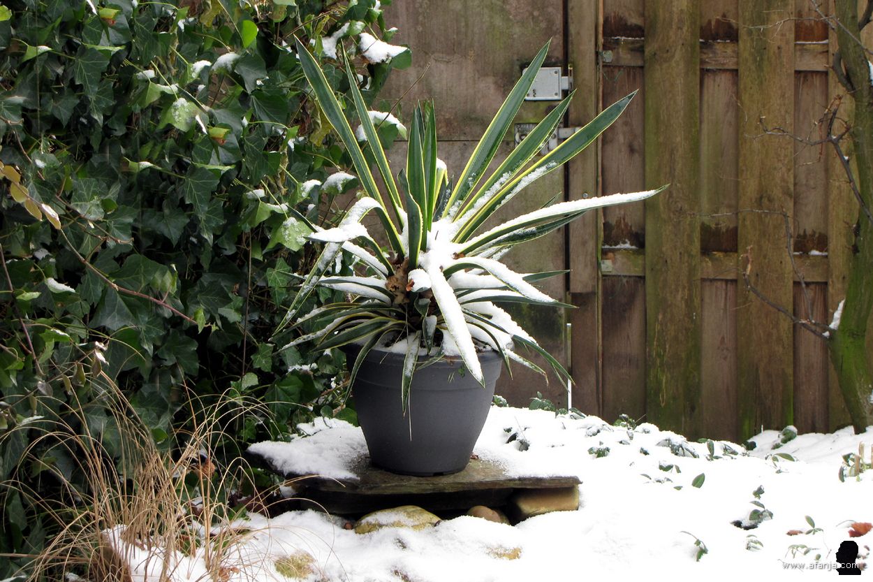 tweede kerstdag 2010 - sneeuw in de tuin