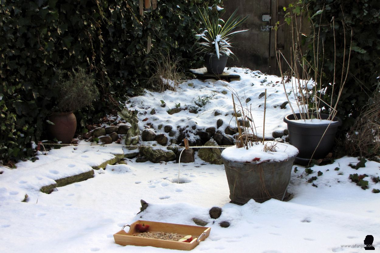 tweede kerstdag 2010 - sneeuw in de tuin