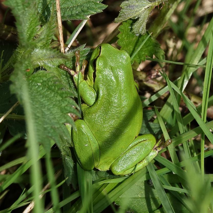 een boomkikker in het gras