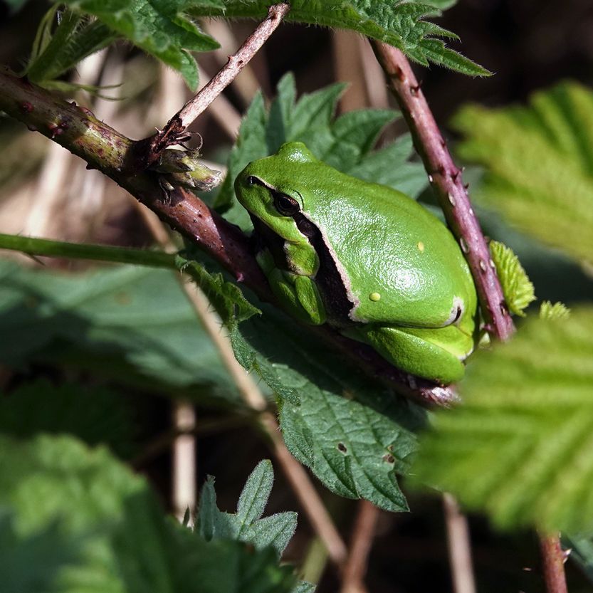 een boomkikker in een bramenstruik