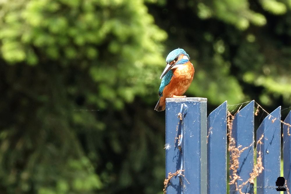 een ijsvogel kijkt vanaf een blauw hek scherp naar het water