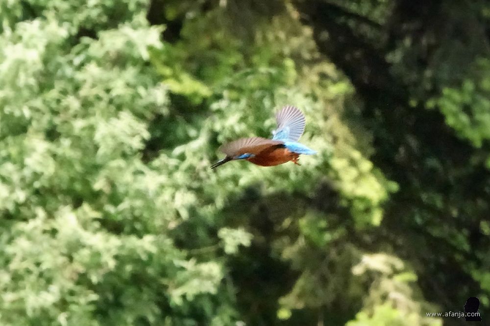 een ijsvogel vliegt vanaf een hek naar het nest