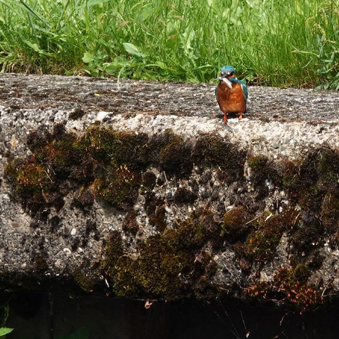 een ijsvogel heeft een visje gevangen waarmee hij op de kant is gaan zitten