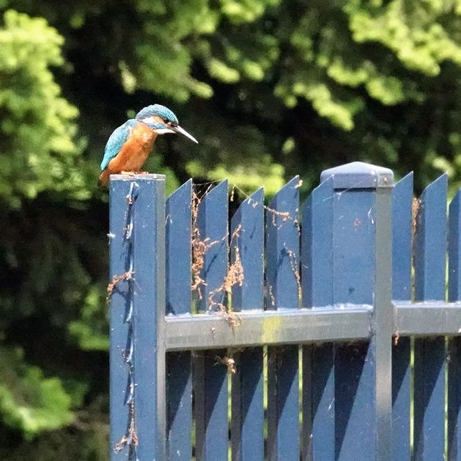 een ijsvogel kijkt vanaf een blauw hek scherp naar het water