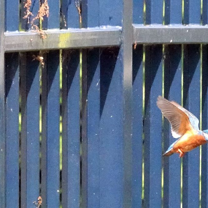 een ijsvogel vliegt vanaf het hek naar het water