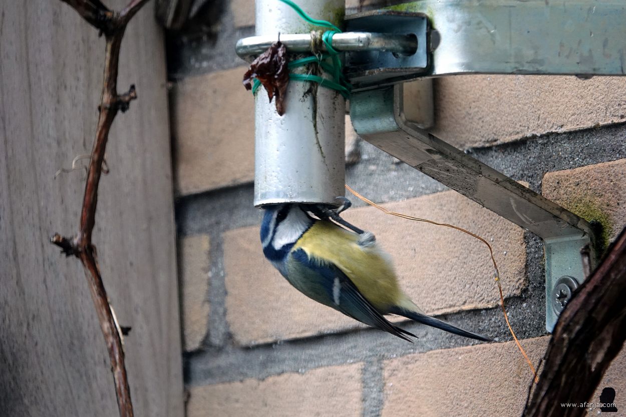 pimpelmeesje op onderzoek in de mast van mijn weerstation