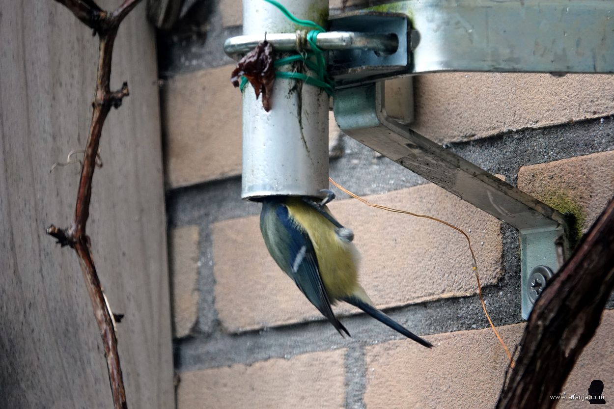 pimpelmeesje op onderzoek in de mast van mijn weerstation