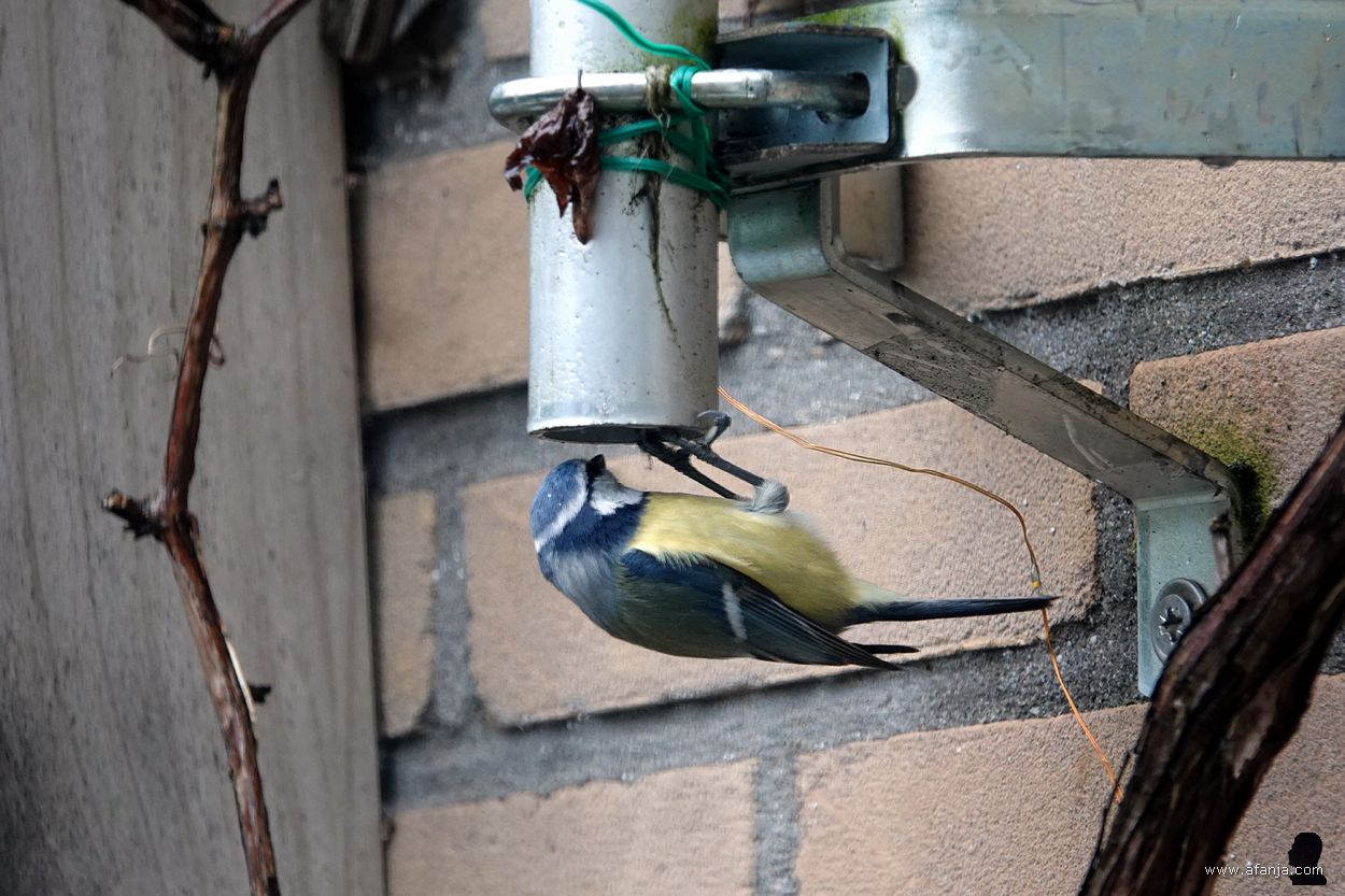 pimpelmeesje op onderzoek in de mast van mijn weerstation