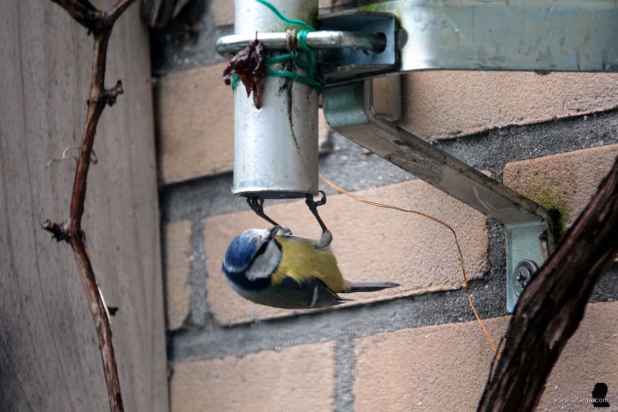 pimpelmeesje op onderzoek in de mast van mijn weerstation