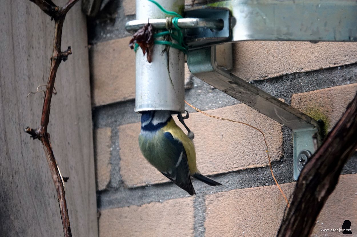 pimpelmeesje op onderzoek in de mast van mijn weerstation