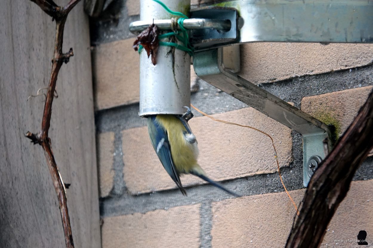 pimpelmeesje op onderzoek in de mast van mijn weerstation