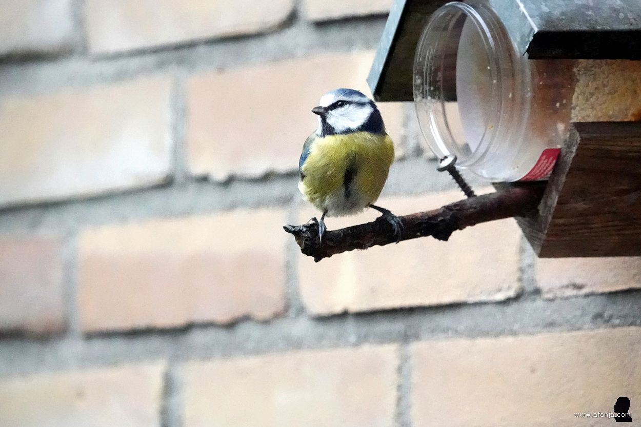 pimpelmees op het stokje van de pindakaaspot