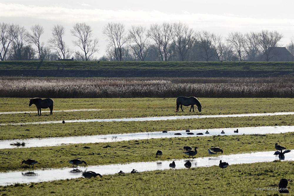 paarden en ganzen in Nationaal Park Lauwersmeer