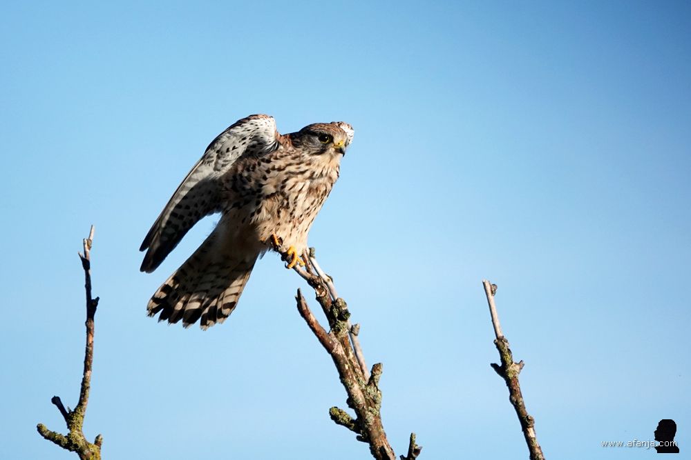 een torenvalk in de top van een boom gefotografeerd door het open autoraam