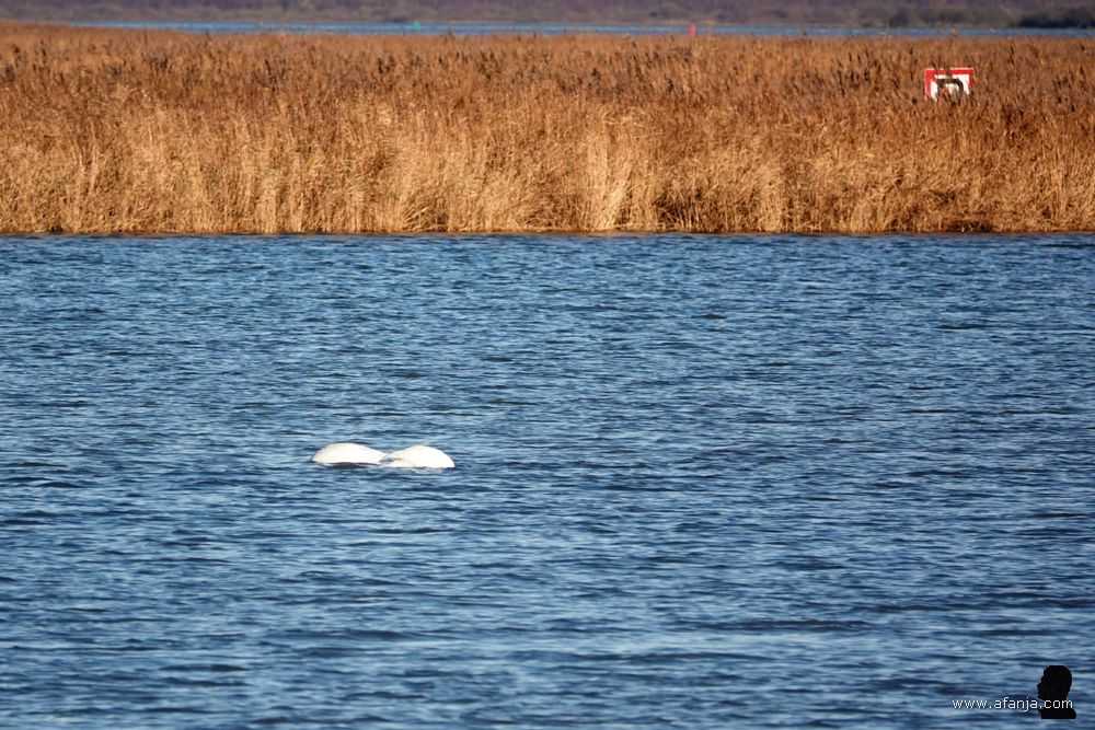 twee grondelende zwanen