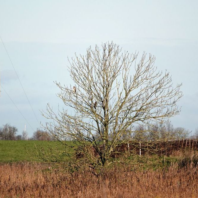 een boom met daarin twee buizerds
