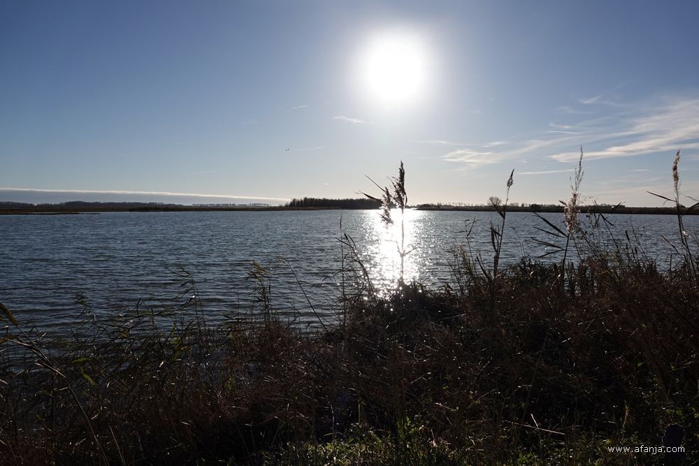 rietpluimen in tegenlicht