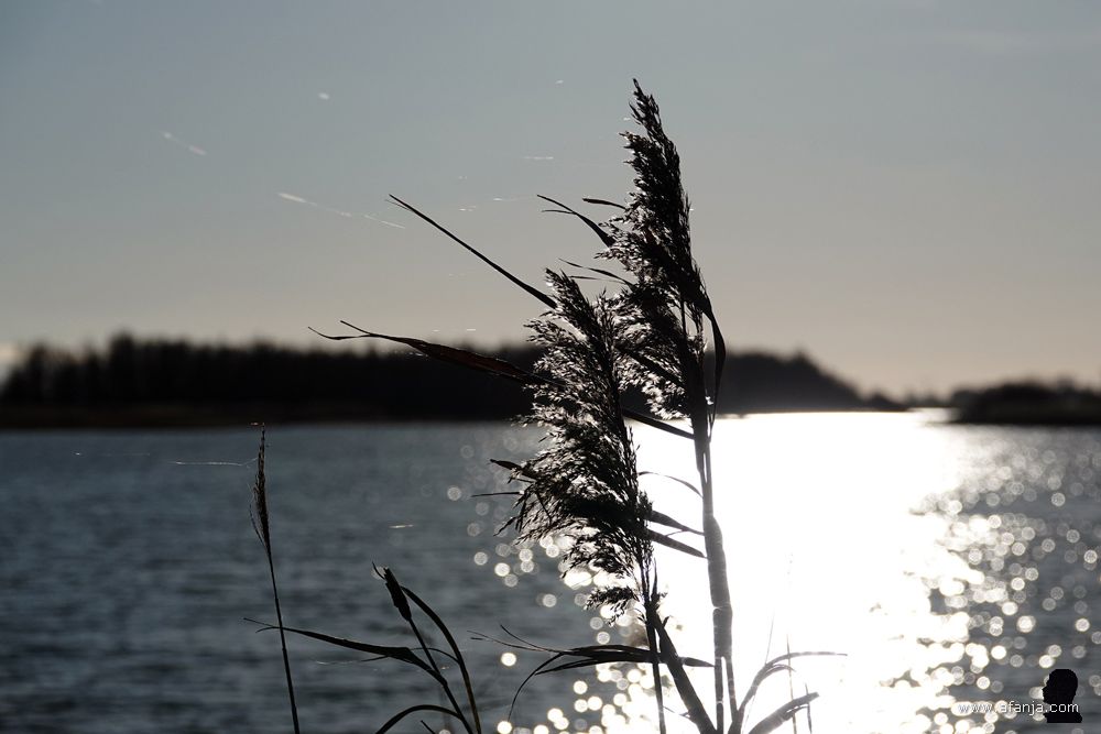 rietpluimen in tegenlicht