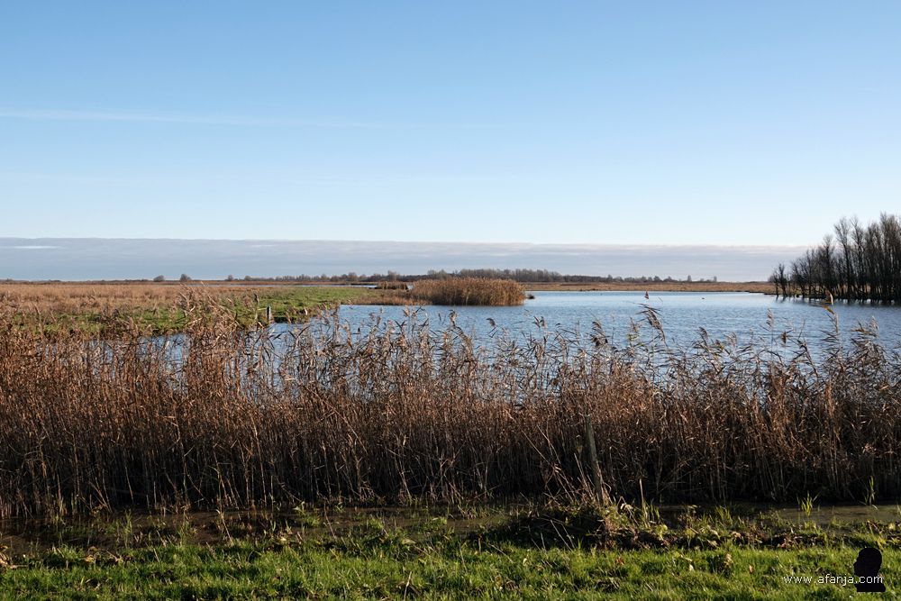 water, rietland en een broekbos achter een rietkraagje