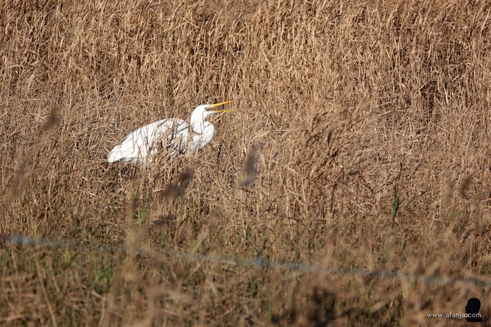 een grote zilverreiger in het rietland