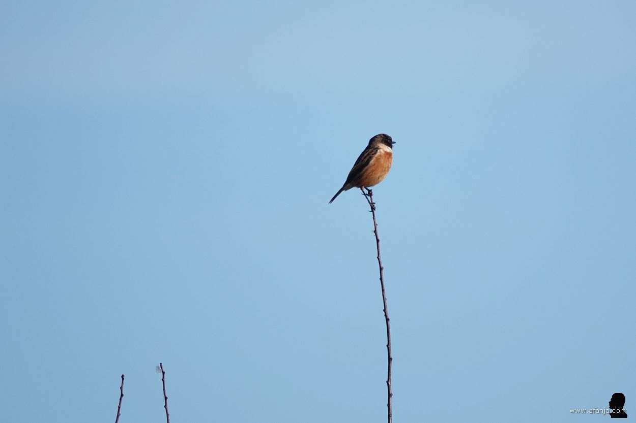 een roodborsttapuit op een twijgje