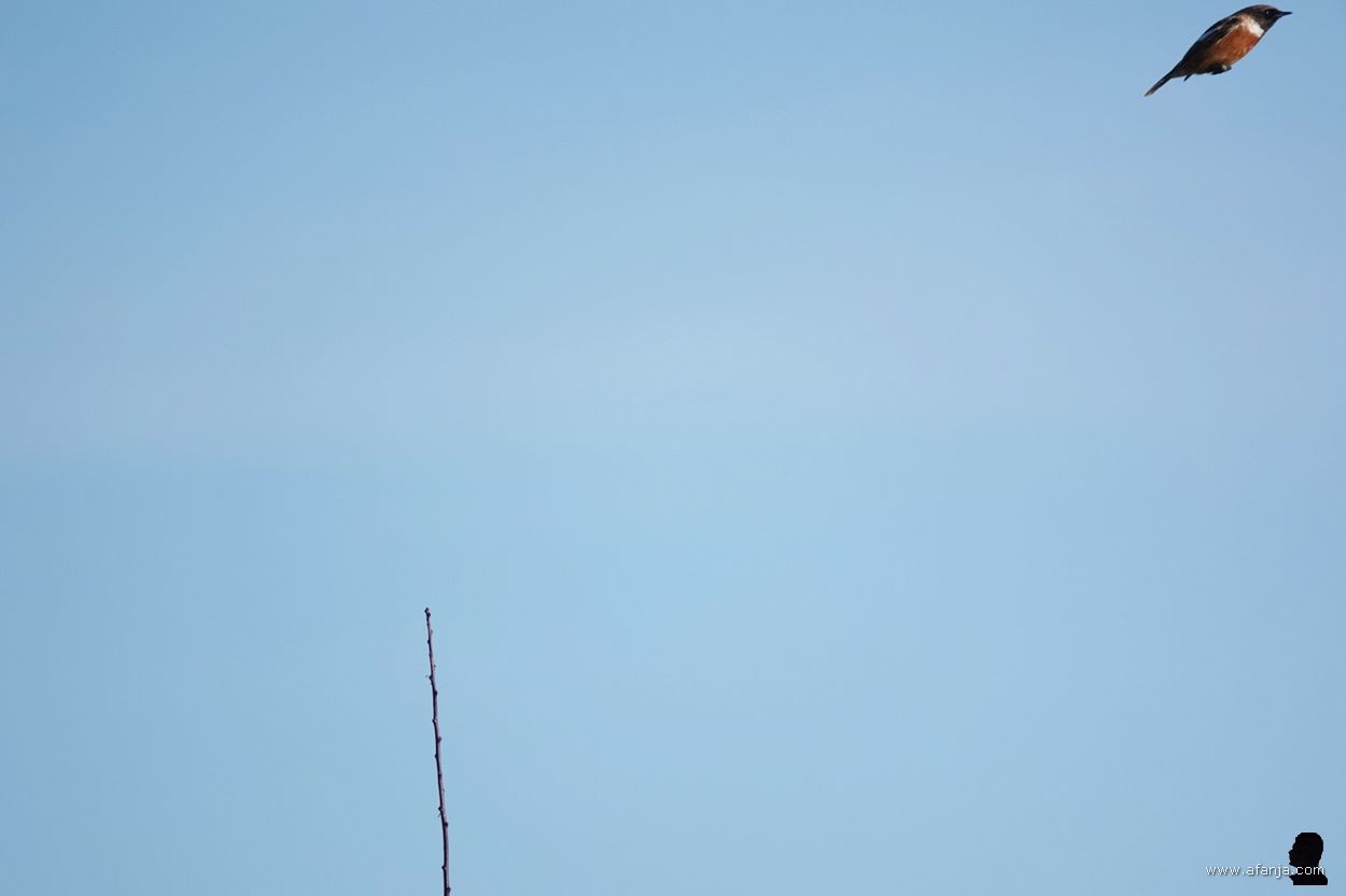 de roodborsttapuit vliegt op van zijn twijgje