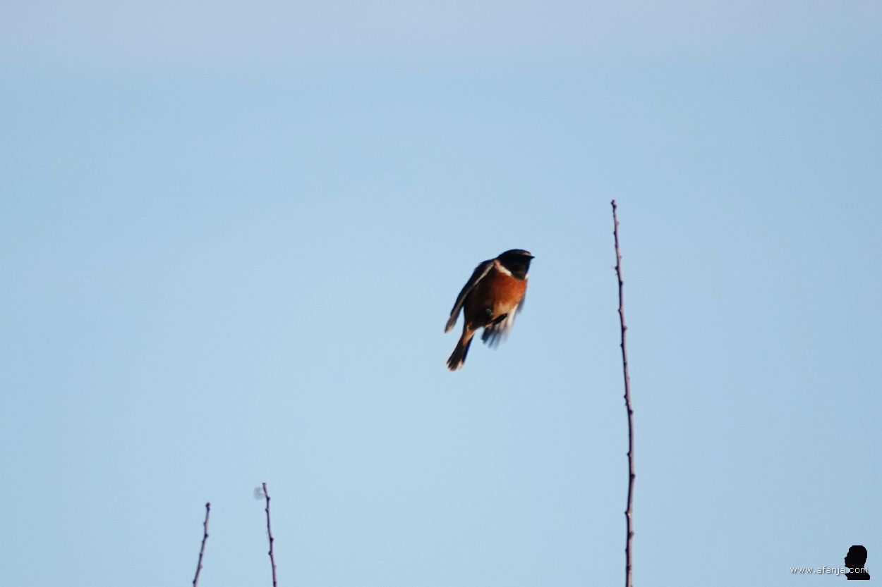 de roodborsttapuit vliegt terug naar zijn twijgje