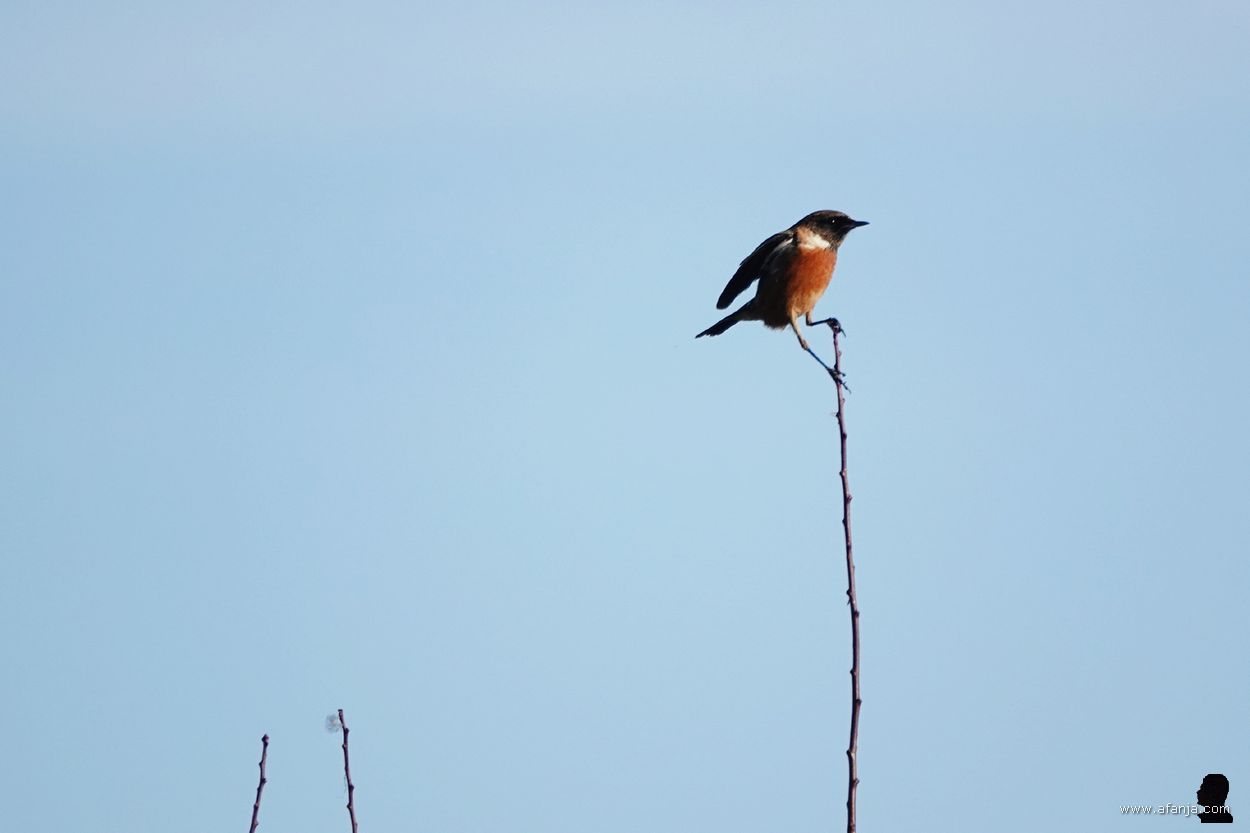 de roodborsttappuit is terug op zijn twijgje