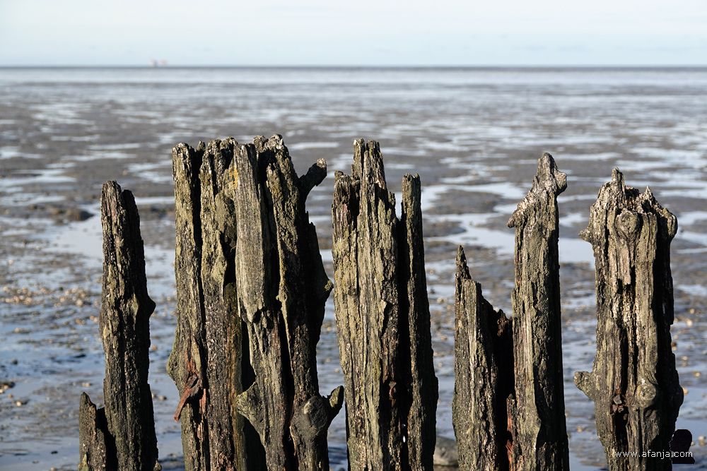 fragment van de oude palenrij bij Peazens-Moddergat
