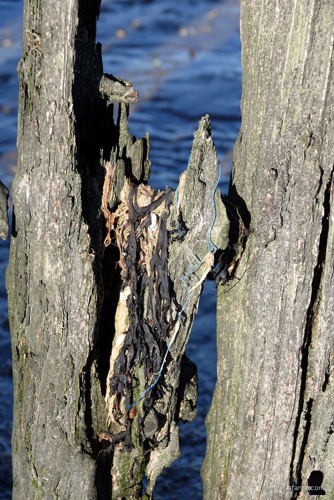 fragment van de oude palenrij bij Peazens-Moddergat