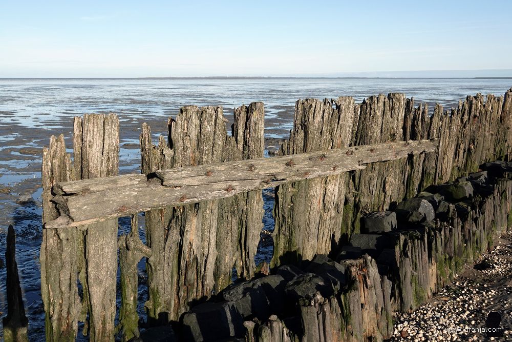 fragment van de oude palenrij bij Peazens-Moddergat