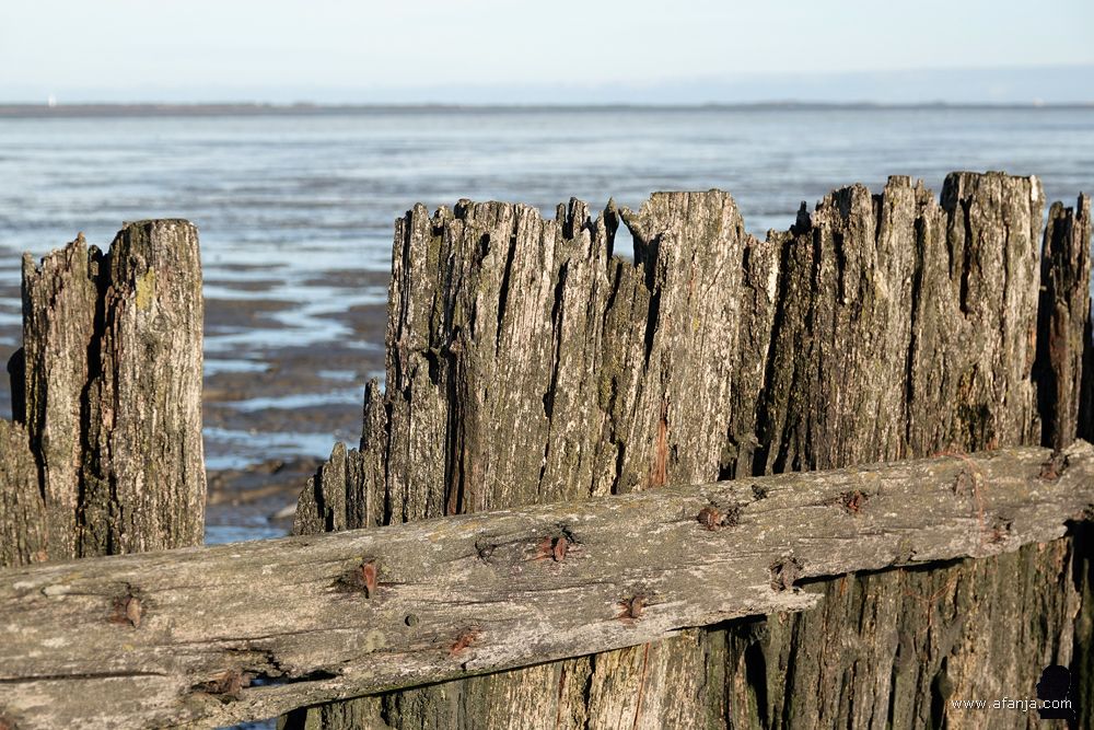 fragment van de oude palenrij bij Peazens-Moddergat