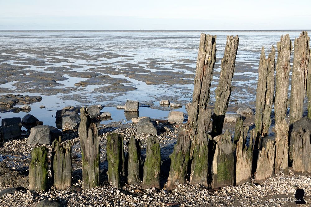 bij de oude palenrij langs het Wad