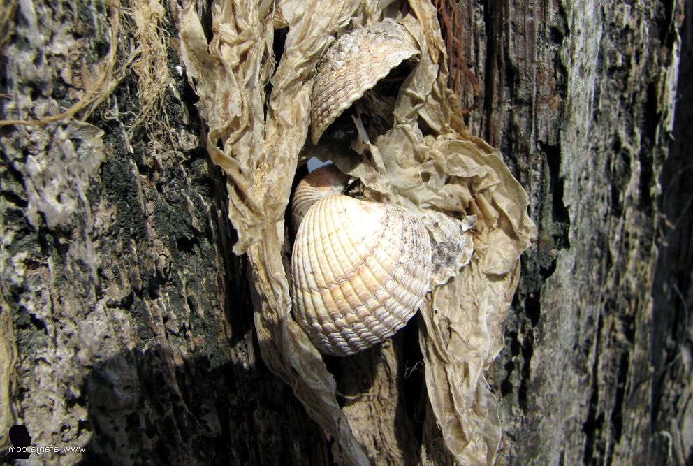 schelpen en plastic op een fragment van de oude palenrij bij Peazens-Moddergat