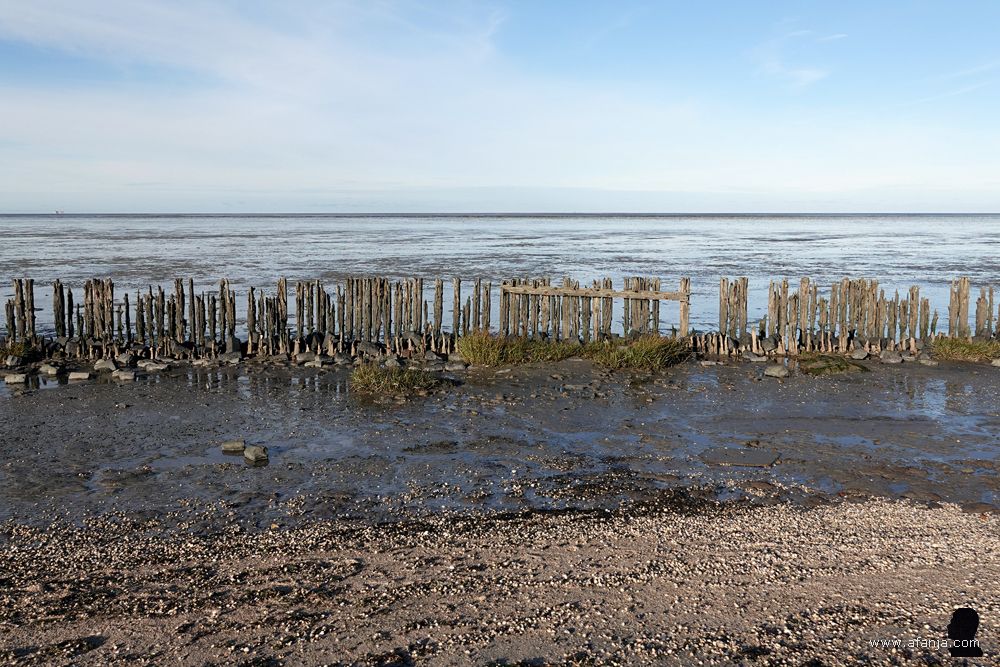 de oude palenrij bij Peazens-Moddergat