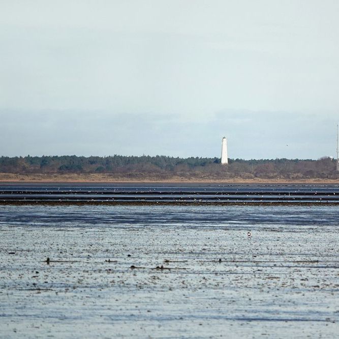 de witte vuurtoren op Schiermonnikoog