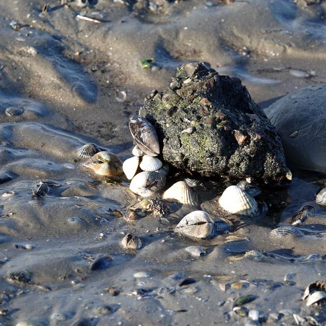 op de bodem van 't Wad