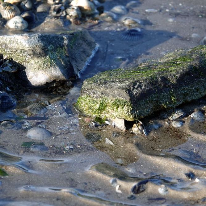 op de bodem van 't Wad