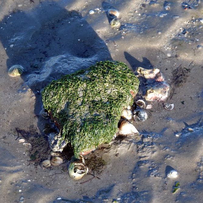 op de bodem van 't Wad