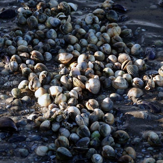schelpen op de bodem van 't Wad