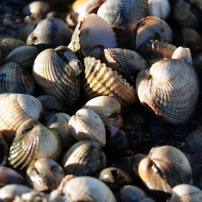 schelpen op de bodem van 't Wad
