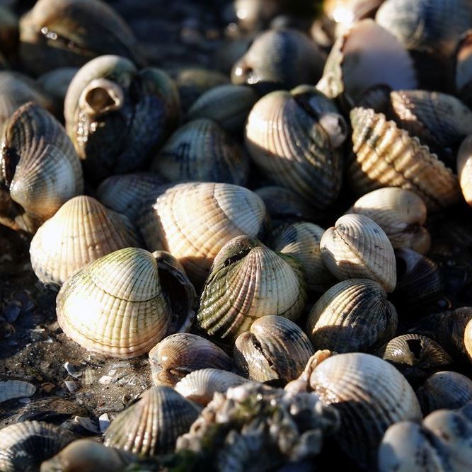 schelpen op de bodem van 't Wad