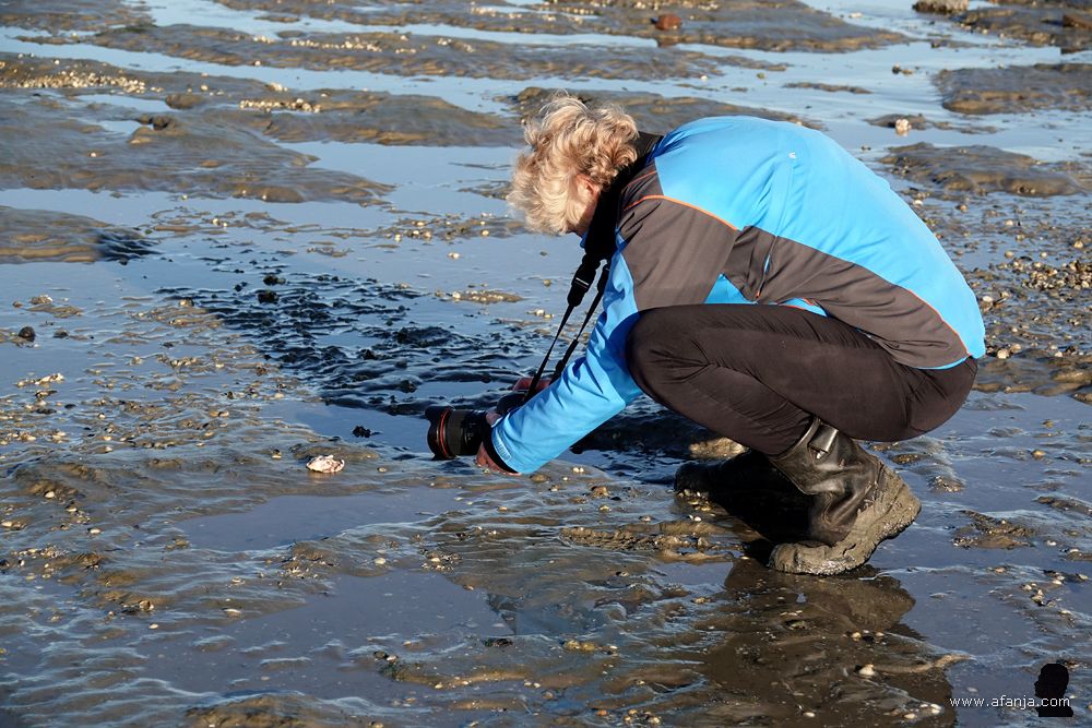 schelpen op de bodem van 't Wad