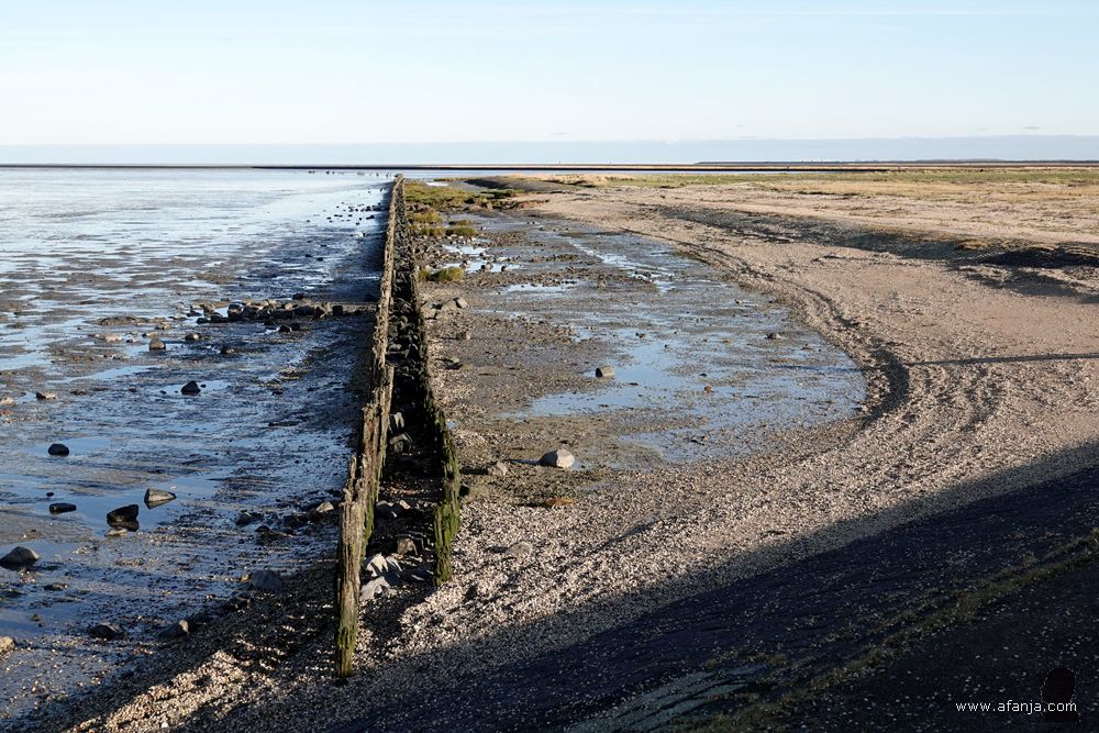 de palenrij gezien vanaf de voet van de dijk